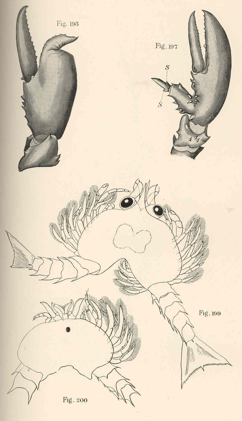 Build Your First OpenClaw Skill in 15 Minutes — FMIB 39139 Deformed Claws in Adult and Double Monsters in First Larva